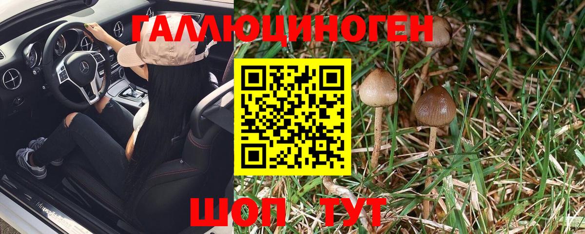 Псилоцибиновые грибы Psilocybine cubensis  Вход с VPN  Черкесск 